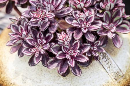 APPѹرգҪûһ˵Ļᡱ