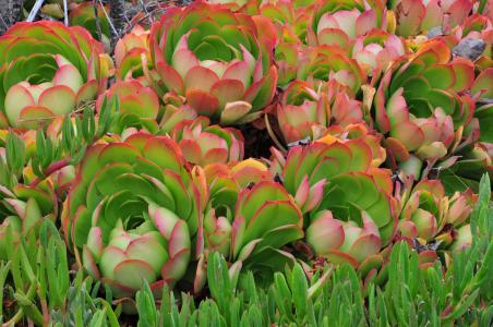 ж! 2020սͼ:48ɽ ¹ű