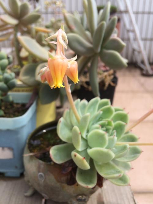 ҳܰ,ʦ͵͵ڿ ϸλǩЭ飿